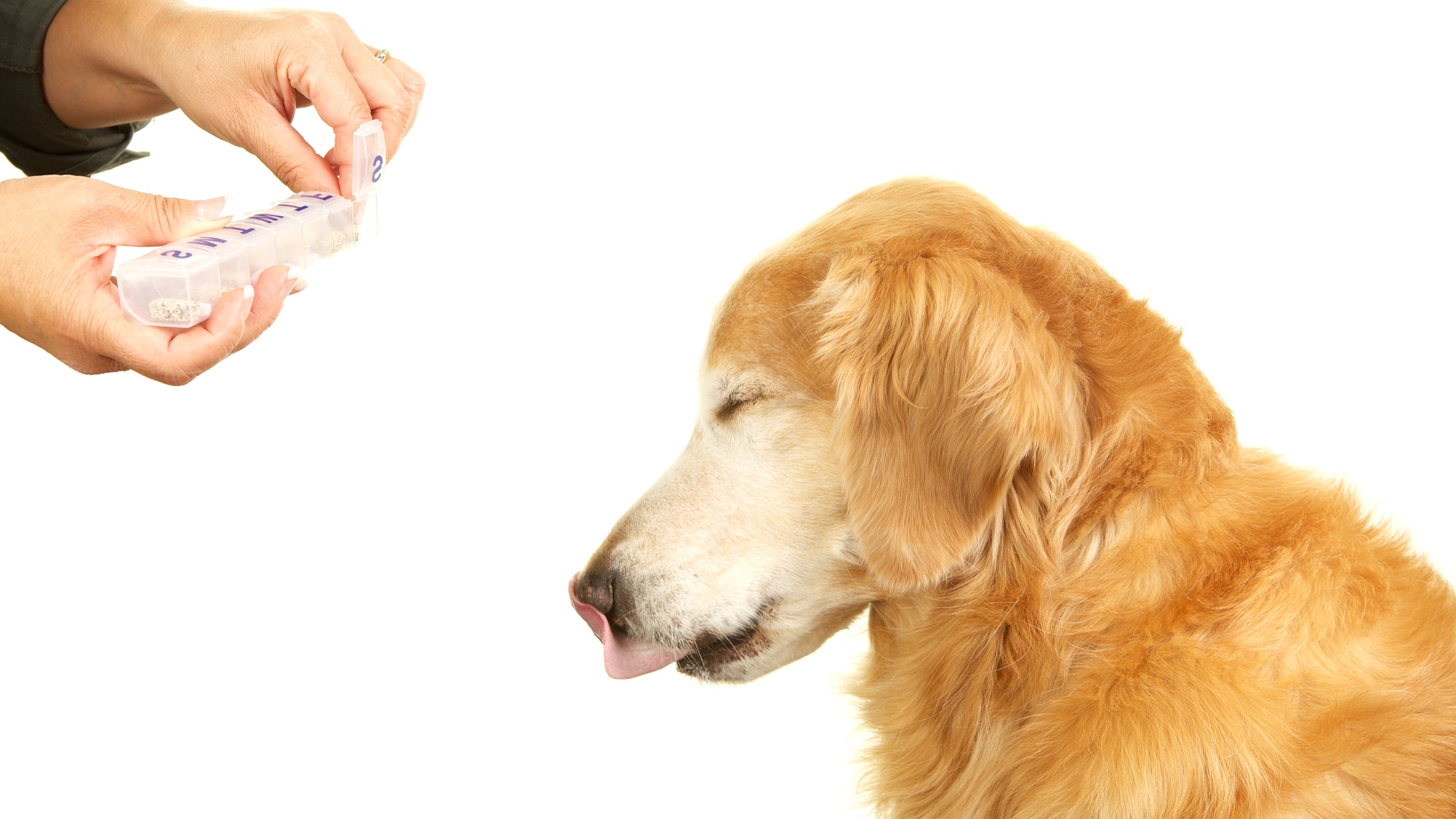 Pet Pharmacy In Topeka, KS | Burlingame Road Animal Hospital