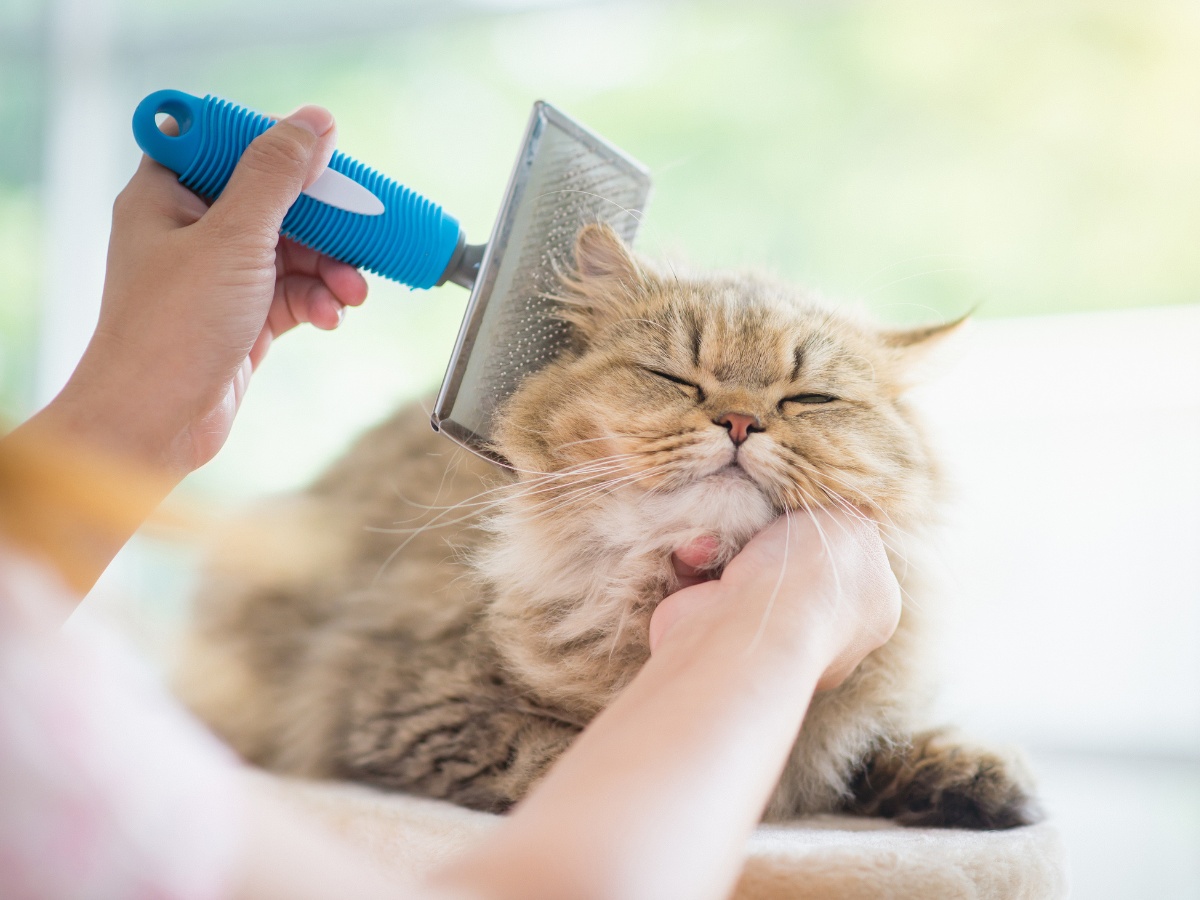 Vet using a comb to brush a Persian cat