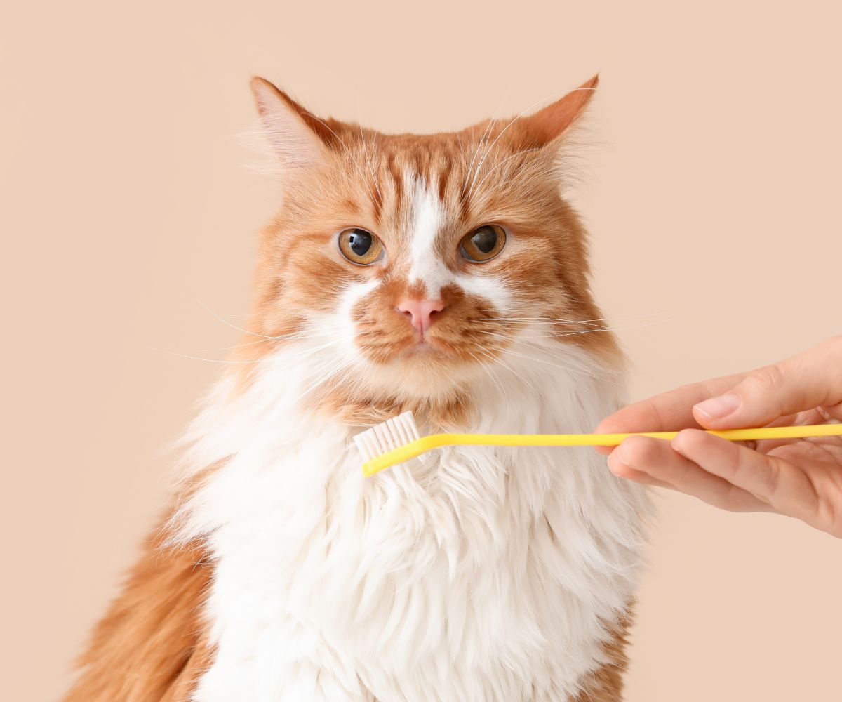 A person is showing a yellow toothbrush to a cat