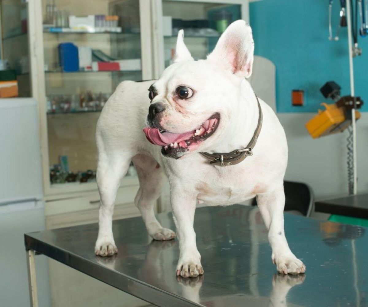 A white French bulldog stands on a table