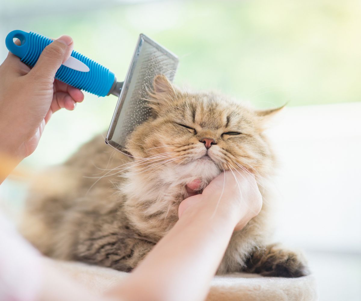 Vet using a comb brush the Persian cat