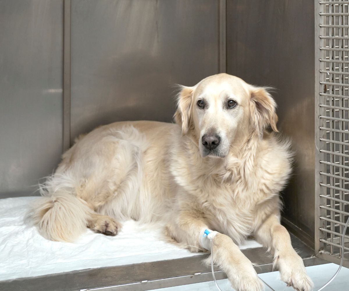 A dog resting on a bed inside a room
