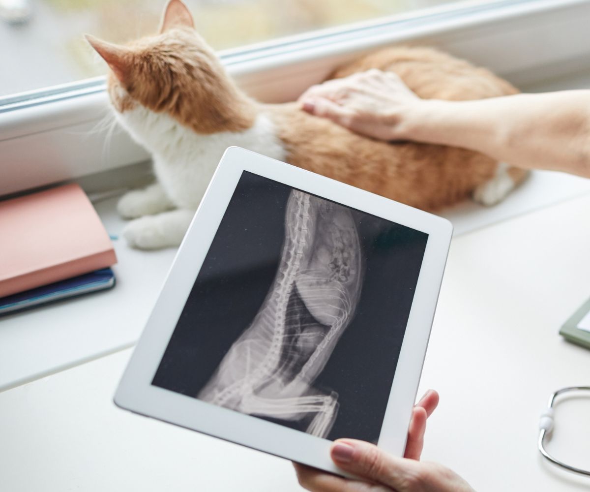 a vet examining a X-ray of cat