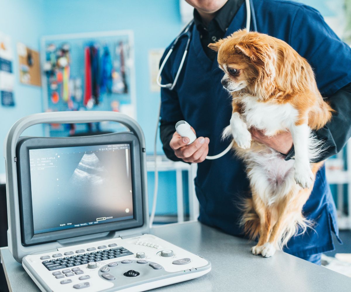 Dog having ultrasound scan in vet office