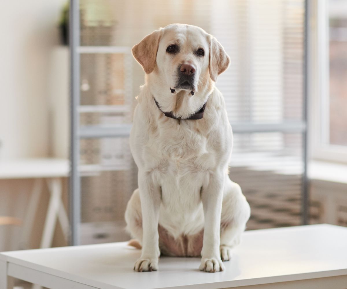 A dog sitting on table